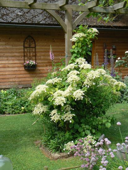 hydrangea petiolaris