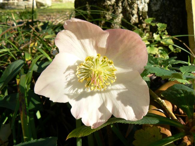 hellebore niger