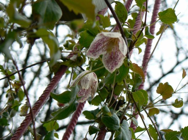 clematis cirrhosa