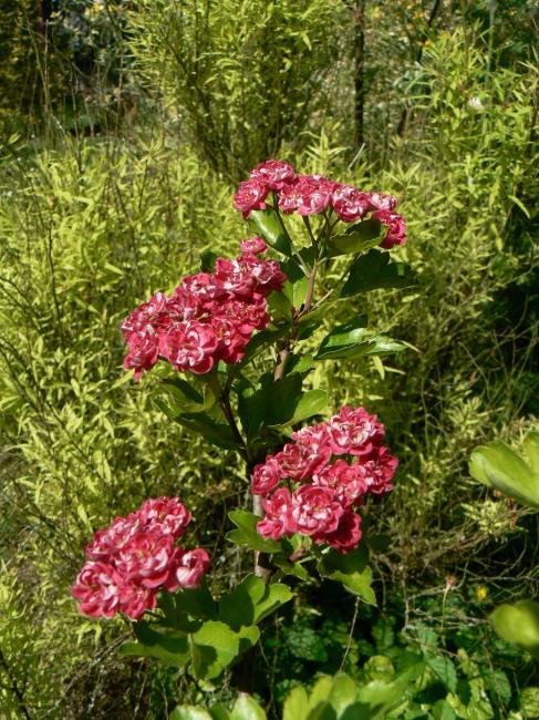 aubépine double rose