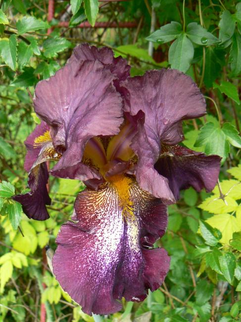 iris 