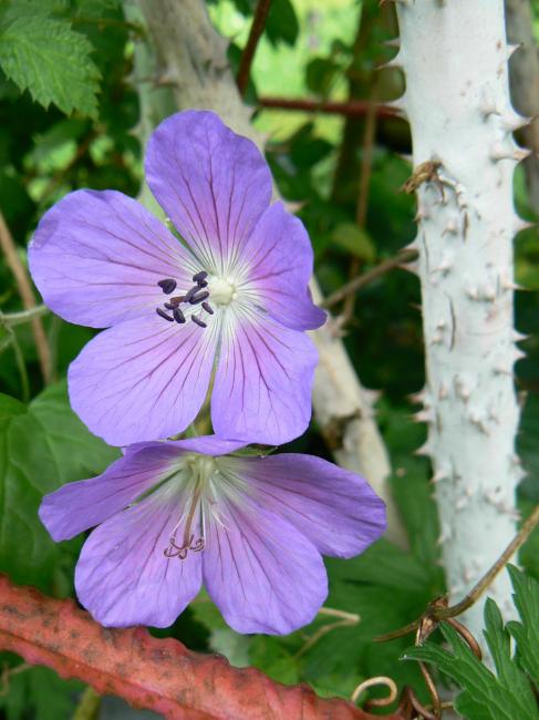 géranium et ronce blanche